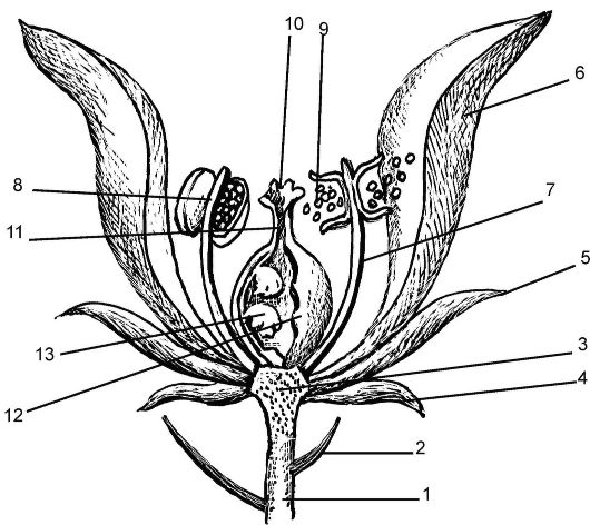 Строение цветка (схема)