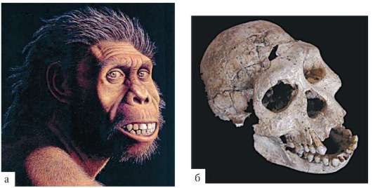 homo mojokertensis