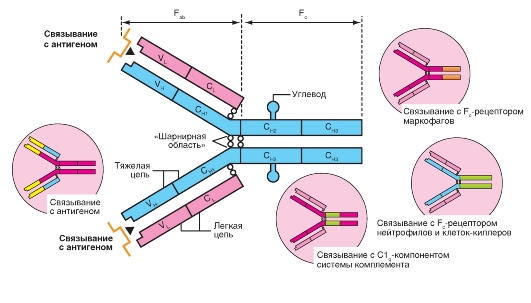 Взаимодействие антигена с антигенпрезентирующей клеткой