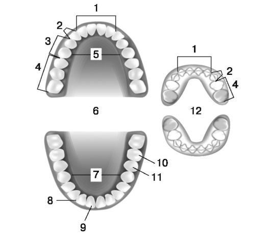 Реферат по теме Наследственные хромосомные стоматологические заболевания