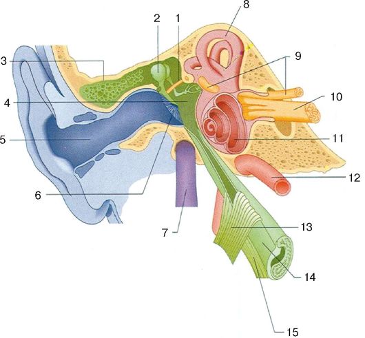 Лечение фурункула в ухе