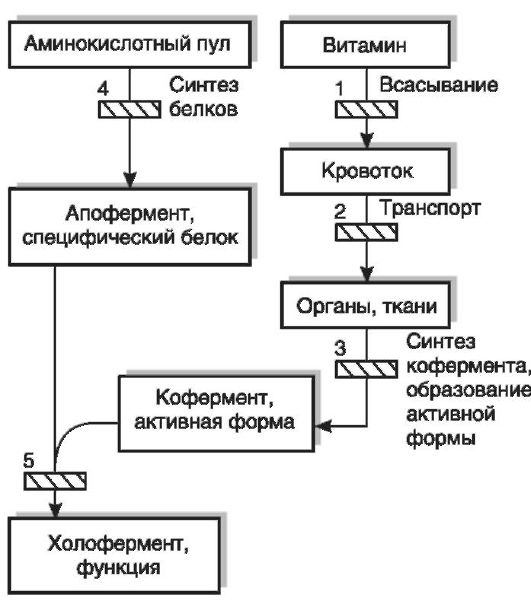 Контекстные изменения фонетических единиц русского языка