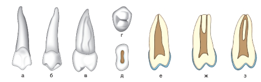 Премоляры верхней челюсти фото Глава 1. РАЗВИТИЕ И СТРОЕНИЕ ЗУБОВ